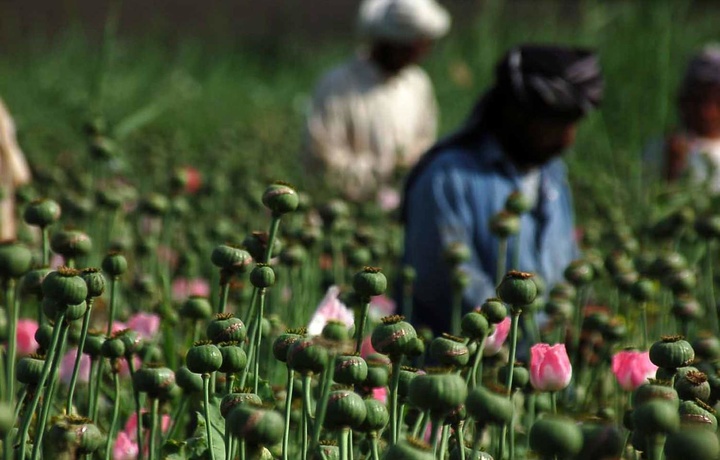 «Tolibon» Afg‘onistonda ko‘knori yetishtirishni taqiqladi