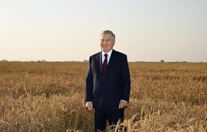 Prezident sholining hosildor navlarini ko‘paytirish bo‘yicha topshiriq berdi