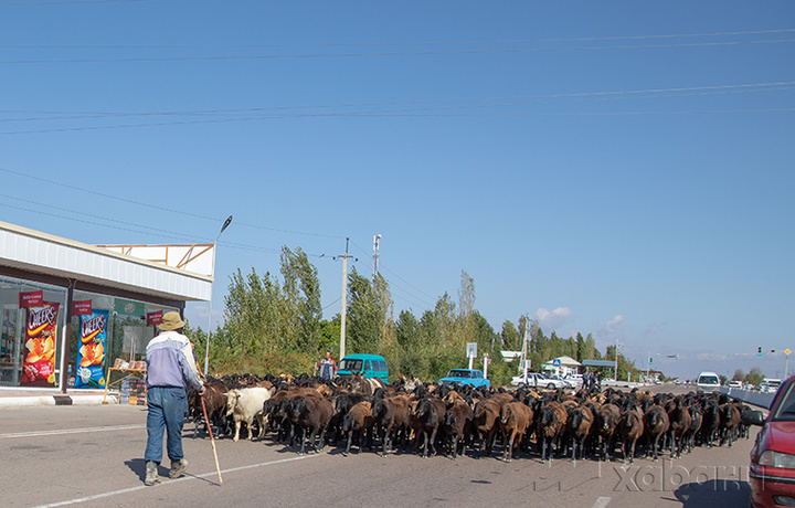 O‘zbekistonda eng ko‘p qo‘y va echki boqiladigan hududlar aytildi