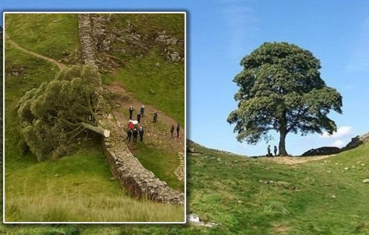 Britaniyalik biologlar Robin Gud daraxtini klonlashdi