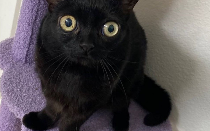 Biseksuallar ikki yigit bir qiz sikish video Uydagi ayollarning ichki kiyimdagi fotosuratlari