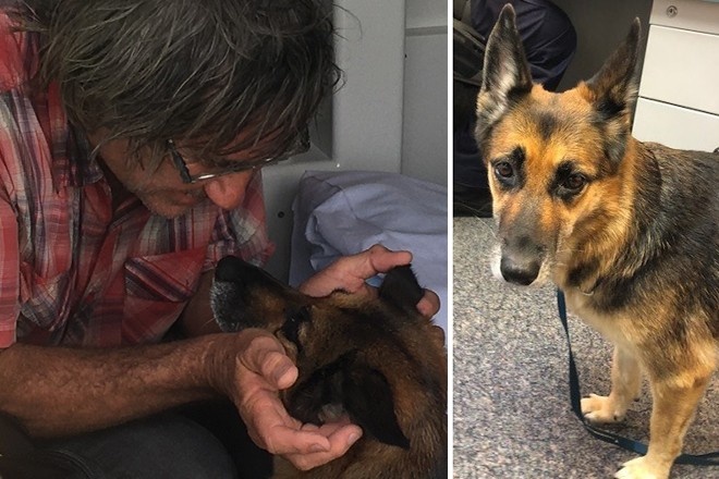 Собака проплыла 11 часов, чтобы спасти тонущего хозяина в Австралии