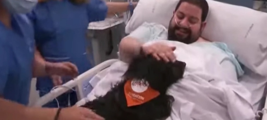 Собаки-терапевты будут лечить людей в больницах Барселоны