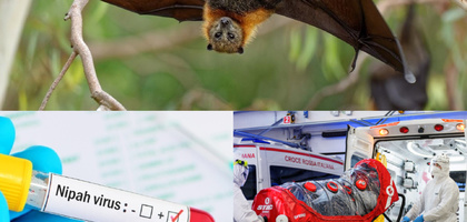Вирус Нипах: откуда появился и как передается?