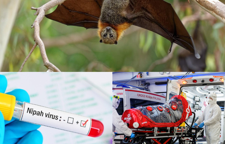 Вирус Нипах: откуда появился и как передается?