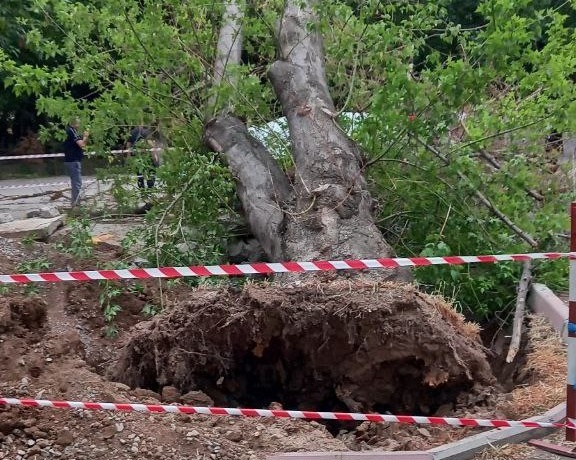 Toshkentdagi issiqlik ta’minoti operatori daraxt tagida qolib ketgan qizaloq yuzasidan munosabat bildirdi