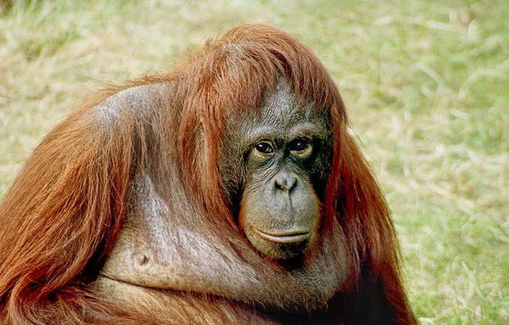 CМИ: орангутан в Индонезии получил 74 пулевых ранения, но выжил (фото)