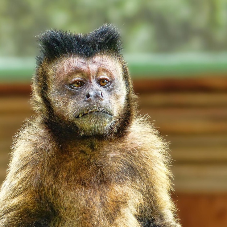 Orqa tomondan jinsiy aloqa sahnasi