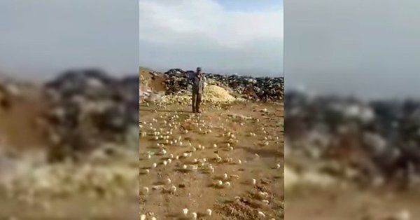Ахлатхонага ташлаб юборилган тухумлардан юзлаб жўжалар очиб чиқди (видео)