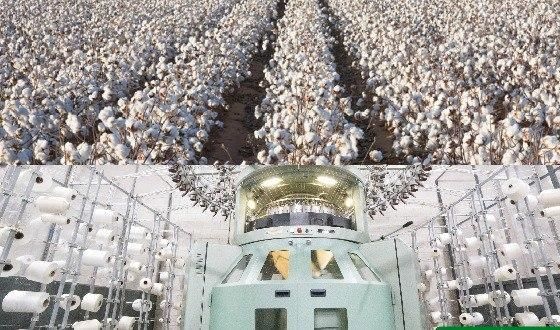 Самарқанд етиштирган пахтасининг қанчасини қайта ишлай олади?