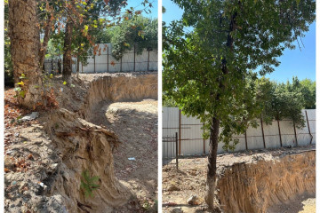 В Ташкенте строительная компания намеренно высушила 10 деревьев