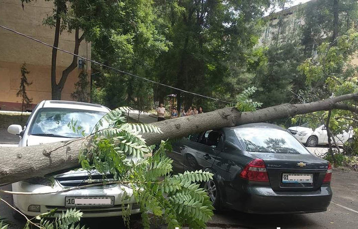 Toshkentda avtomobillarni daraxt ostida qoldirmaslik tavsiya qilindi