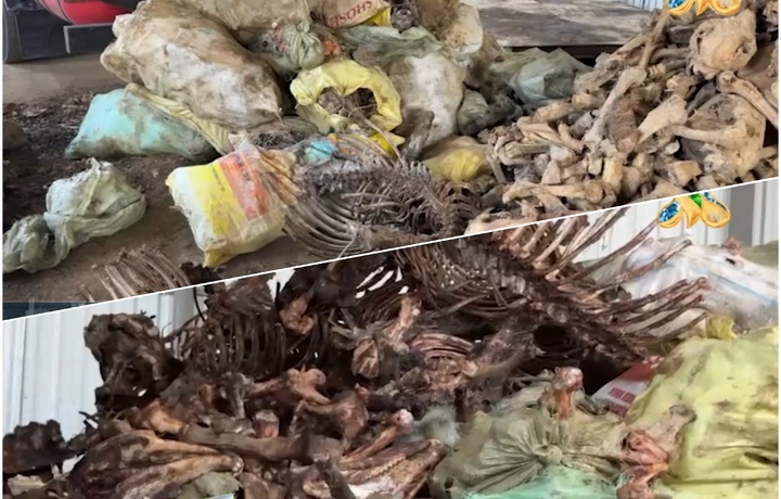 В Ташобласти обнаружили около 3,5 тонн костей ослов и крупного рогатого скота