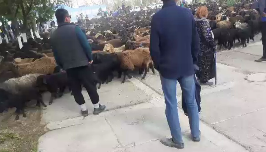 Hokimlik binosi yoniga qo‘y haydab kelganlarga chora ko‘riladimi?