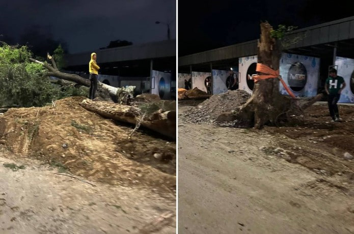 Toshkentda tadbirkor ko‘p yillik daraxtni ildizi bilan qo‘porib tashladi