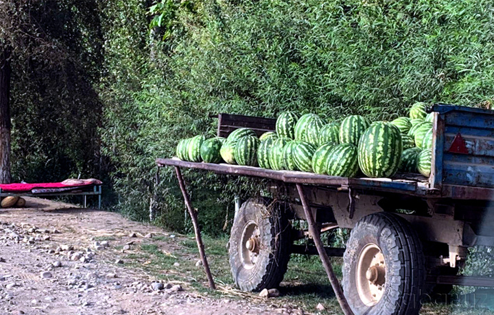 Shifokor tarvuzdan zaharlanmaslik uchun nimalar qilish kerakligini aytdi