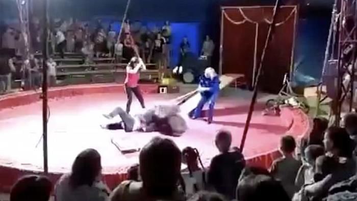 Sirkda ayiq o‘z o‘rgatuvchisiga tashlanib qoldi