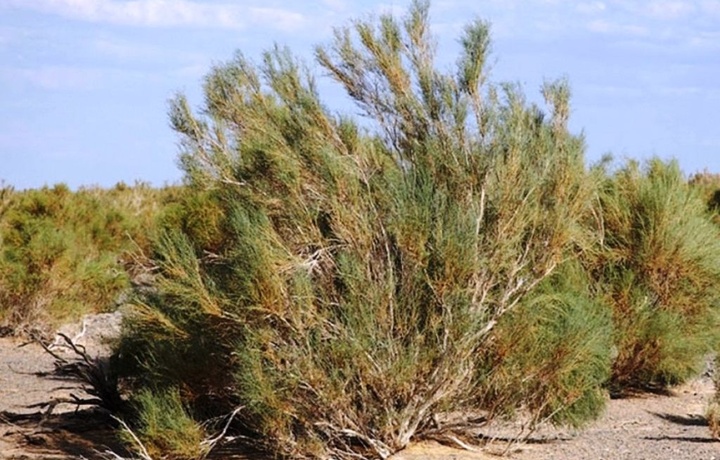 Саксовул кесганлар 65 млн сўмдан ортиқ жаримага тортилди