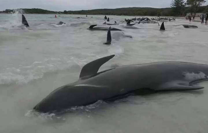 Десятки китов выбросились на берег в Австралии