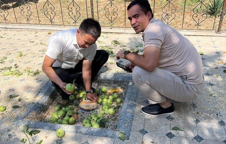 Toshkentda fuqaro 1 tup olma daraxtini kesib tashladi