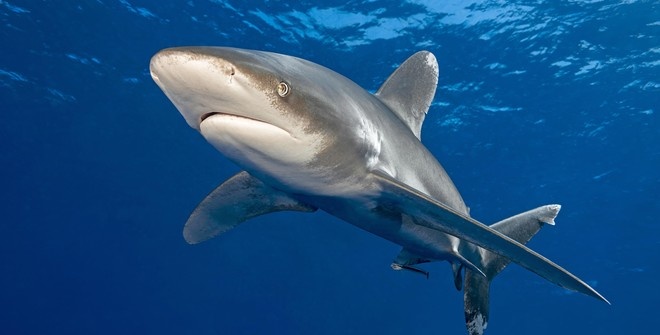 Акула напала на двух британских туристов в Австралии
