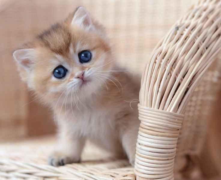 Qizning mushukida qozi bor