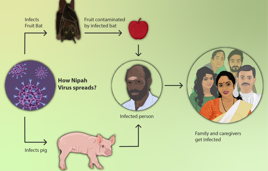 Nipah virusining xavfi va uni ertaroq aniqlash yo‘li aytildi