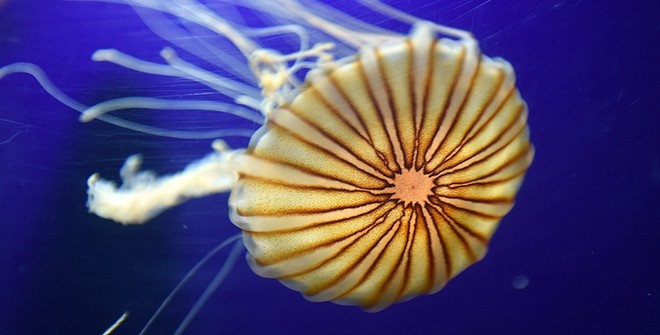 Медузу размером с человека засняли у берегов Британии