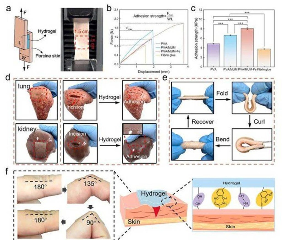 O‘zbek olimlari yaralarni tez tuzatuvchi gel kashf etishdi