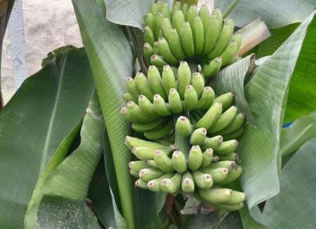 В Самаркандской области начали выращивать бананы