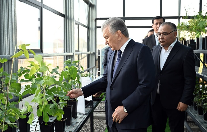 Prezident Jizzaxga tashrifi doirasida qishloq xo‘jaligidagi islohotlar bilan ham tanishdi