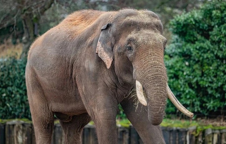 Ҳиндистонда қотил фил пайдо бўлди