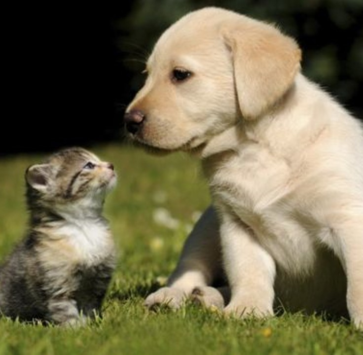 Jena dostiga porno qongiroq qildi