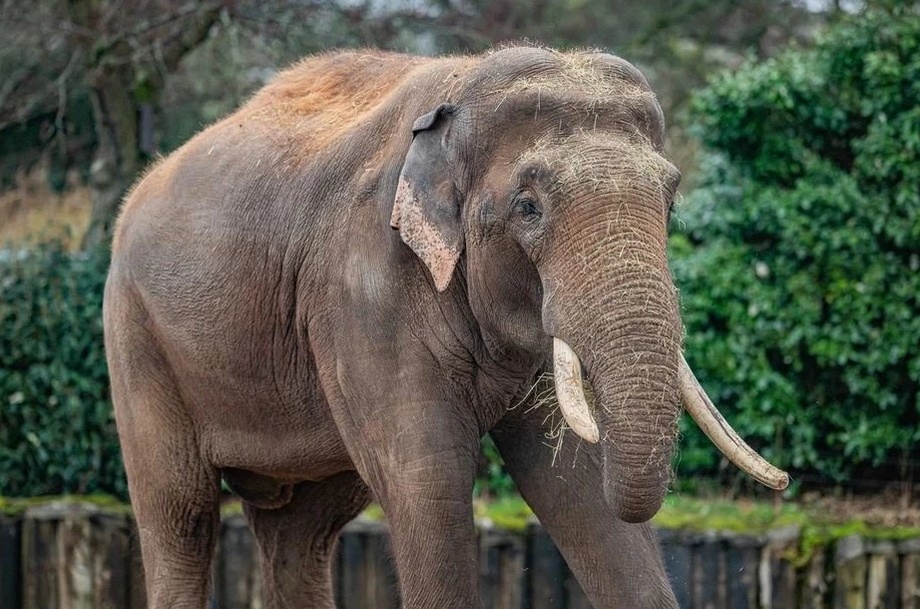 Ҳиндистонда қотил фил пайдо бўлди