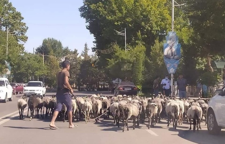 Namanganda hokimlik binosiga qo‘y haydab borgan fuqaro qamaldi