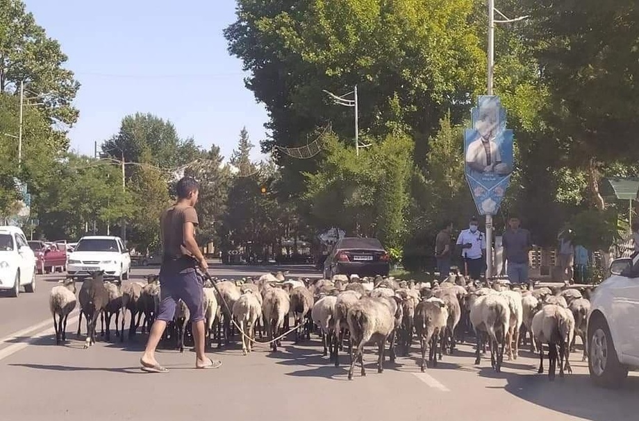Наманганда ҳокимлик биносига қўй ҳайдаб борган фуқаро қамалди
