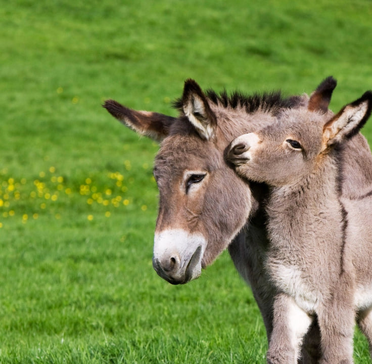 Yahudiy porno jinsiy aloqa Ikki tomonlama dildo porno video