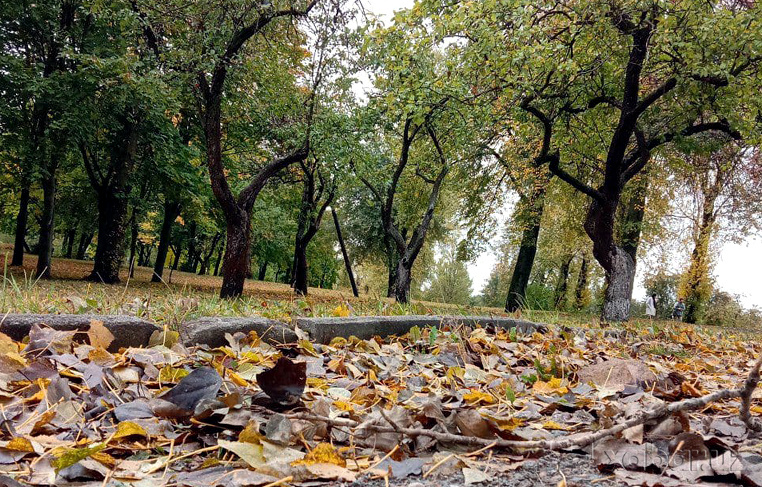 «Toshkentda daraxtlarga suiqasd qilindi» — Rasul Kusherbayev