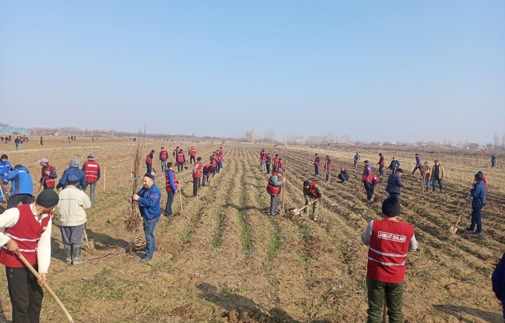 Sirdaryoda «Bir million daraxt» aksiyasi o‘tkazilmoqda (foto)