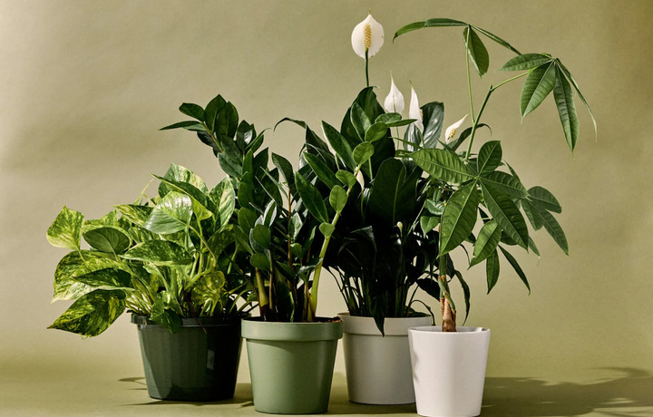 Qaysi uy gullari sizni toza havo bilan ta’minlaydi?