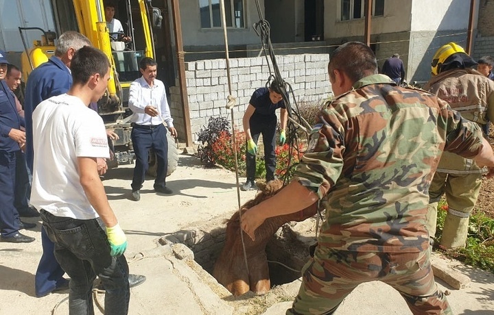 Chuqurlikka tushib ketgan ot olib chiqildi (foto)