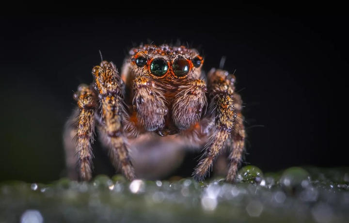 Почему пауки теряют зрение при сильном голоде