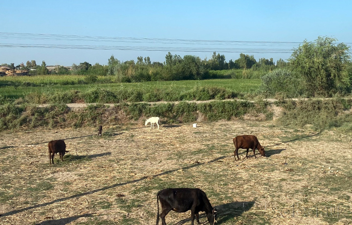 Samarqand viloyatida kuydirgi tarqalgani haqidagi xabarga rasmiy munosabat bildirildi