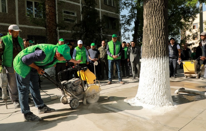 Beton qoplama bilan o‘ralgan daraxtlarni tozalash bo‘yicha ekoaksiya boshlandi