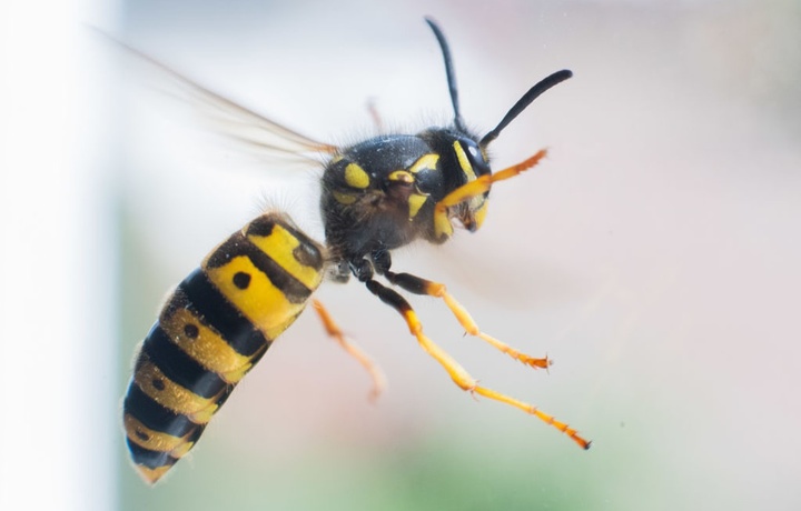 Первая помощь питомцу при укусах ос и пчел