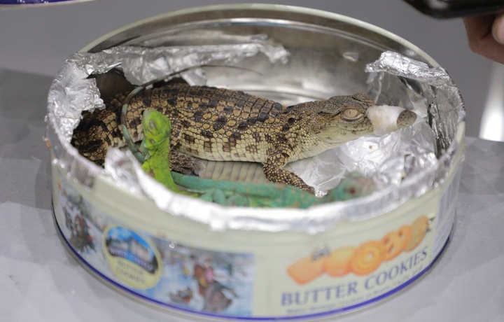 В Ташкентском аэропорту женщина пыталась провести детенышей рептилий в коробке с печеньем