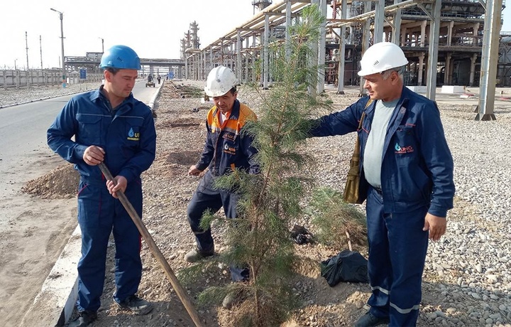 «Узбекнефтегаз»: В текущем сезоне в рамках общенационального проекта «Зелёное пространство» высажено 20 тысяч саженцев деревьев и кустарников