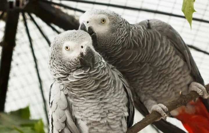 В британском зоопарке пытаются отучить материться местных попугаев