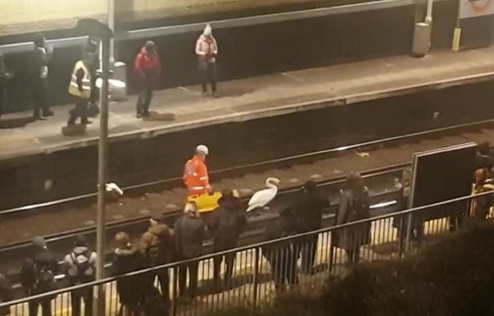 Травмированный лебедь на 1,5 часа парализовал работу метро в Лондоне (фото)
