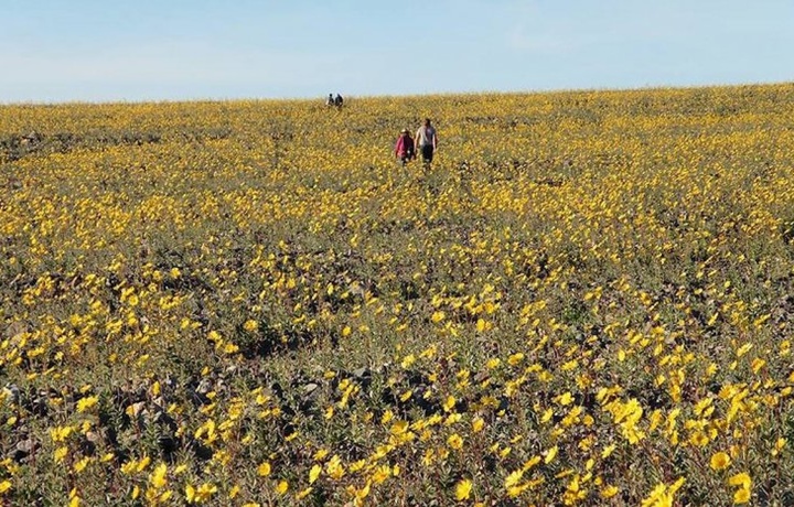 «Ўлим водийси» гулларга кўмилиши кутилмоқда